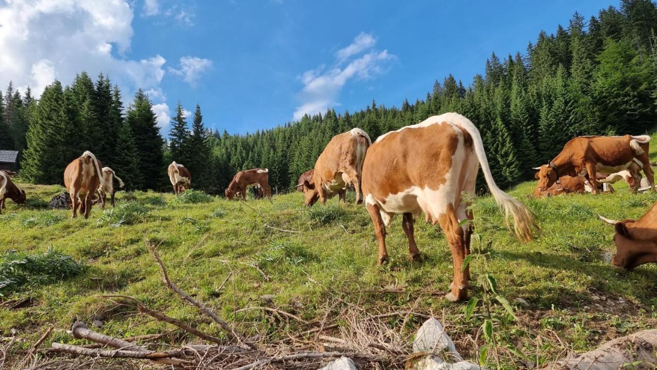 Mountain Eco Chalet Konjska Dolina On 1400 M Asl -Near Pokljuka Srednja Vas v Bohinju Exteriér fotografie